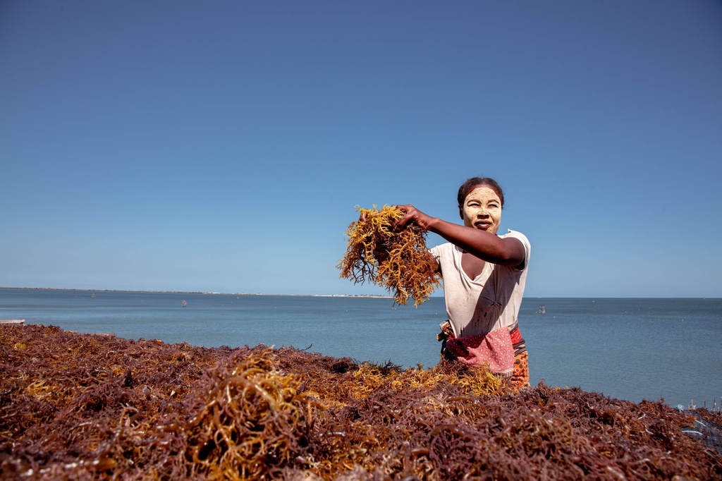 Algoculture au village Reviky