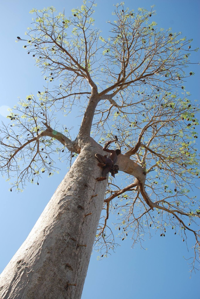 Arboretum d'Antsokay