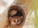 Microcebus dans la forêt de Kirindy