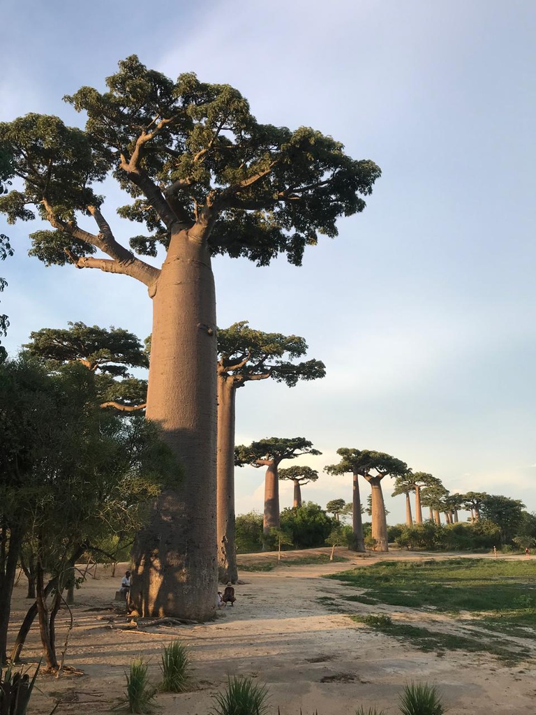 L'allée des baobabs