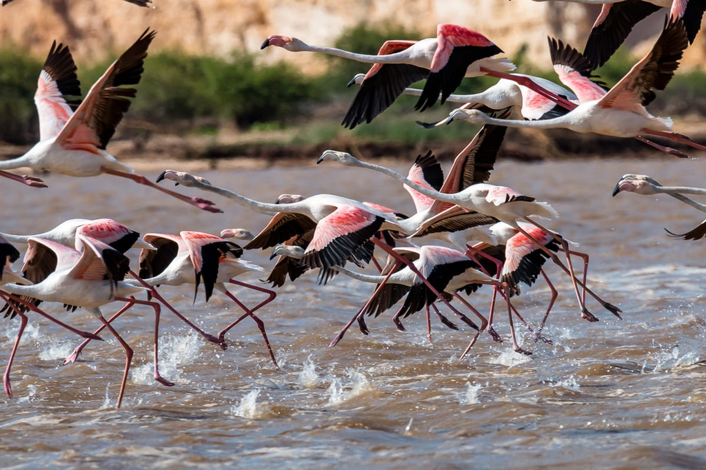 Flamingo watching in Saint-Augustin: A magical encounter