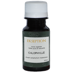 Calophylle